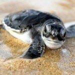 ESCAPE TO OMAN FOR A ONCE-IN-A-LIFETIME ENCOUNTER WITH TURTLES