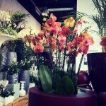 A FEAST FOR THE EYES