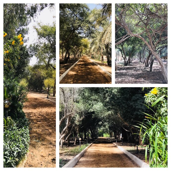 The Royal Stables in Abu Dhabi Shaded Forest paths